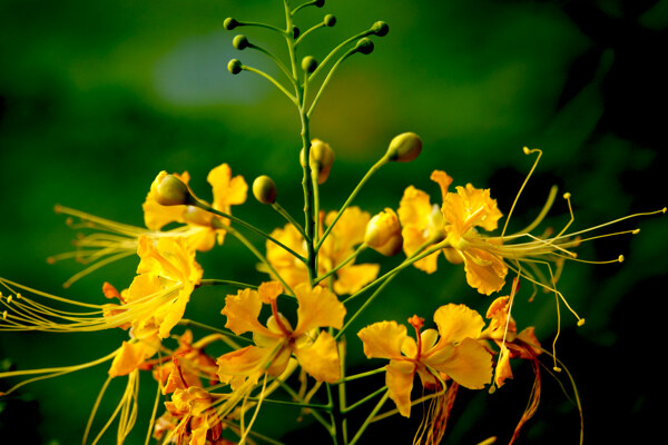 美丽的黄色凤凰花图片
