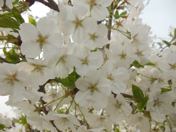 苹果花图片