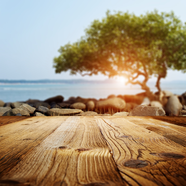 大海绿树前的木板图片