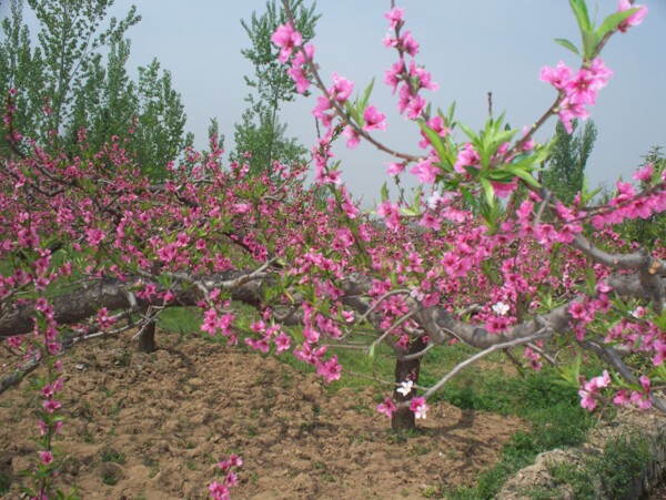 桃花田风景