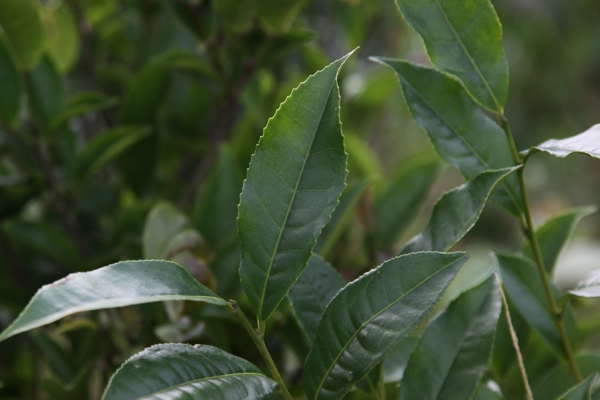 凤凰单枞茶茶树夜来图片