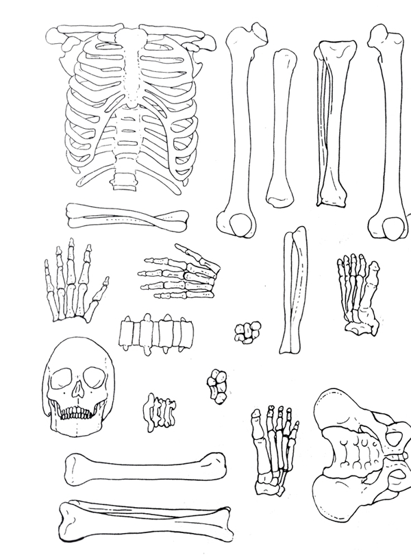 人体各部分骨骼拼图