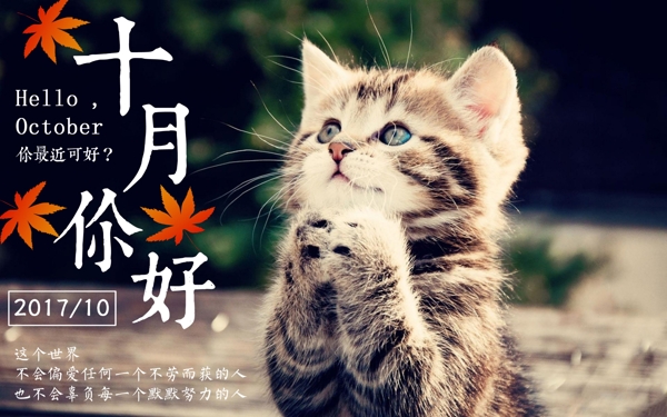 猫咪十月你好海报