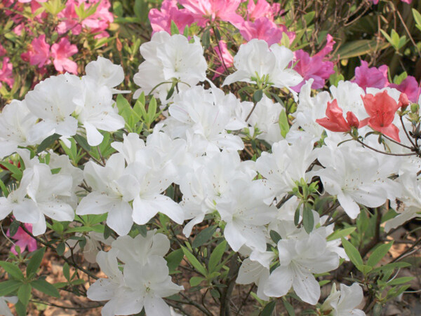 位图植物花朵写实花卉杜鹃花免费素材