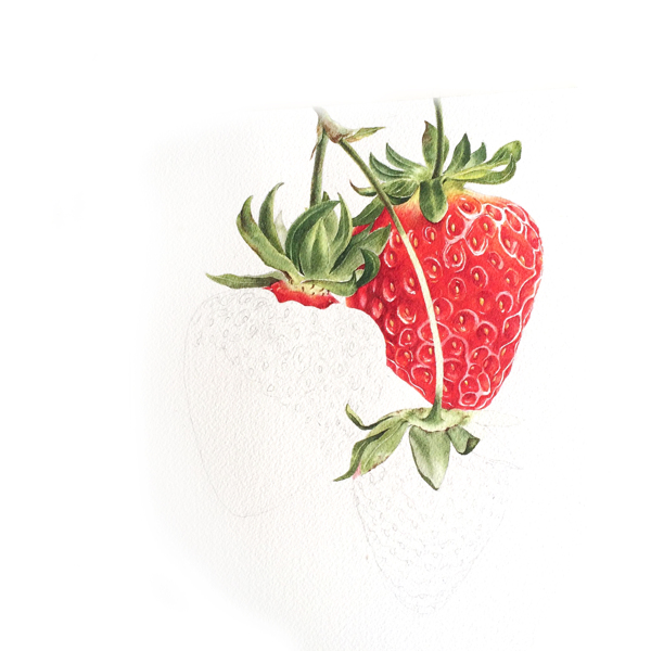 彩铅草莓