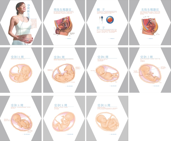 人体受孕38周示意图图片
