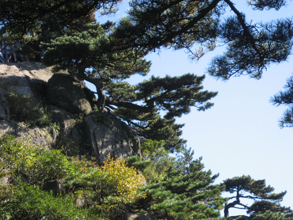 迎客松背景素材图片