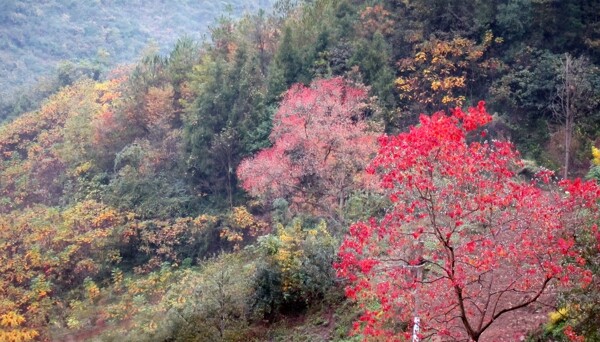 秋天风景红色枫叶图片