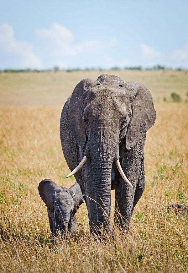 可爱的大象小象摄影图片