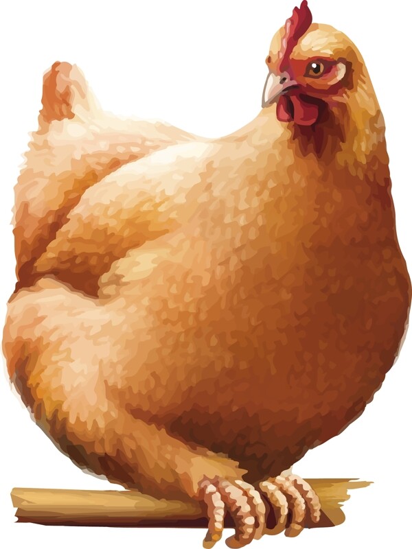 母鸡卡通动物设计动画图片