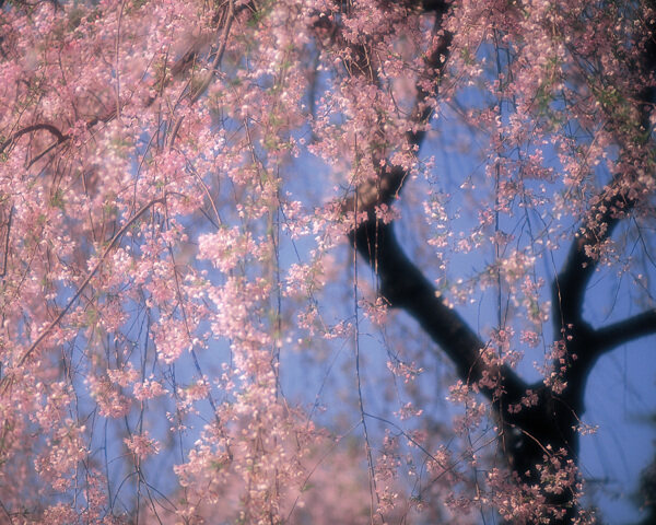 春暖花开花朵花瓣花草花卉