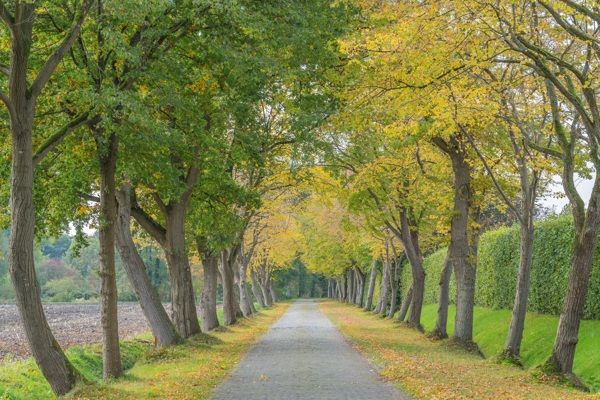 森林风景图片