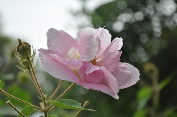 木槿花图片