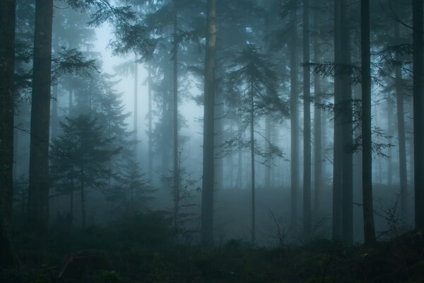 唯美清晨树林风景图片