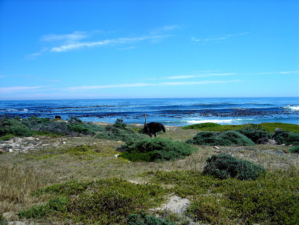南非海岸孤独的鸵鸟