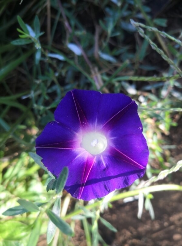 蓝色紫色喇叭花牵牛花