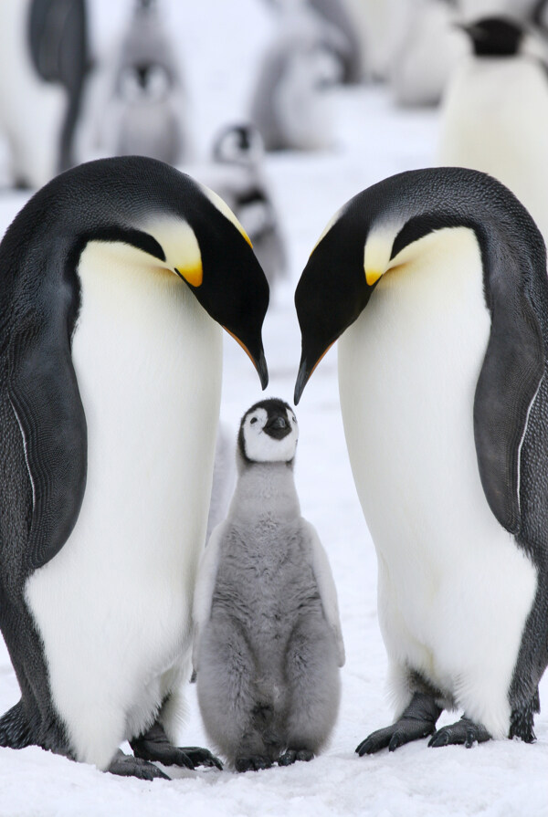 雪地上的企鹅家庭