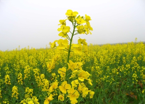 油菜花特写图片