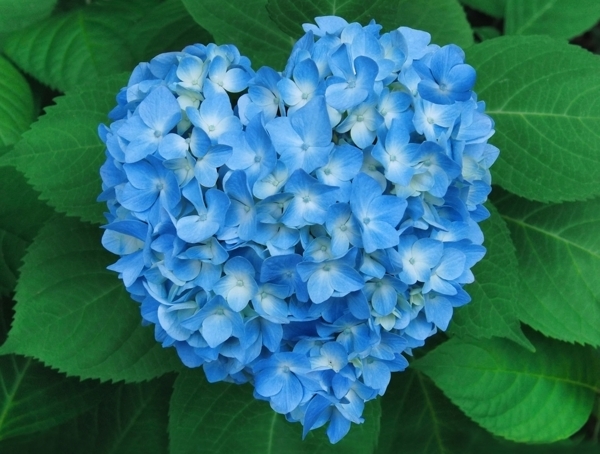 情人节绣球心形符号天蓝色花卉