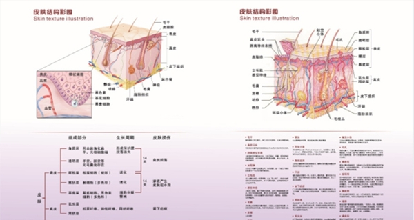 皮肤解剖结构图