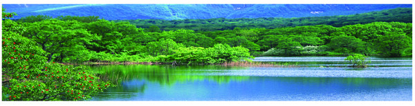 树植物水风景