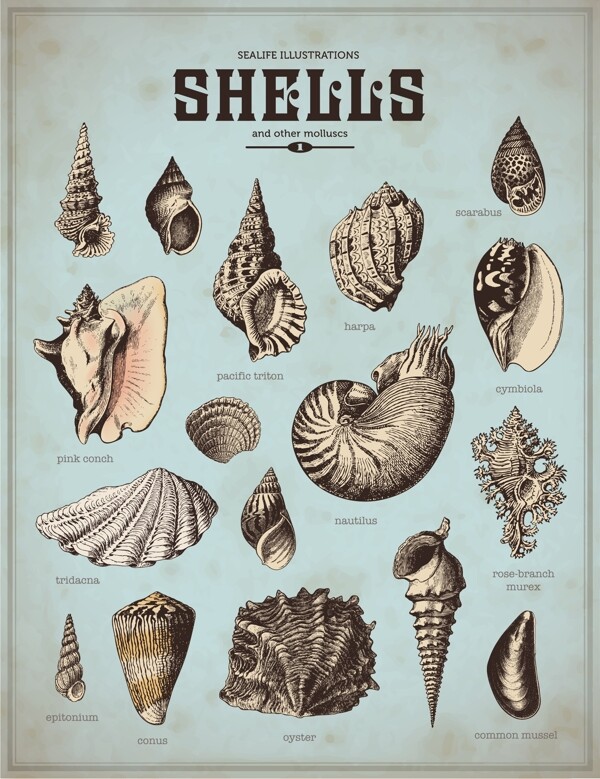 各类漂亮海螺图案