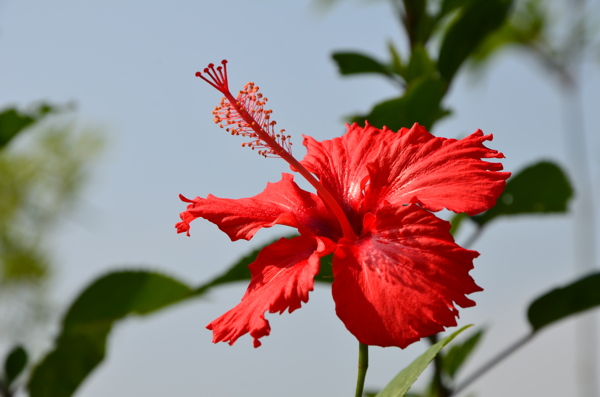 芙桑图片