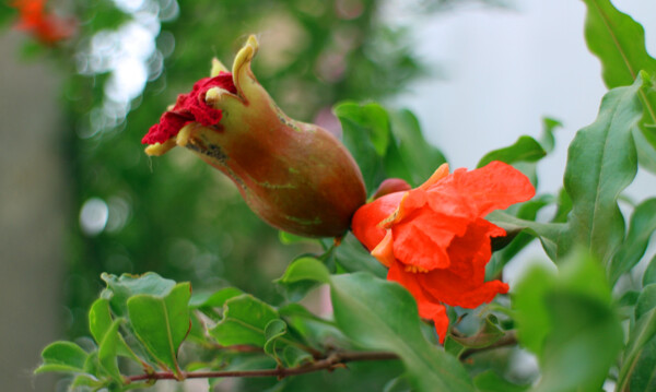 石榴花