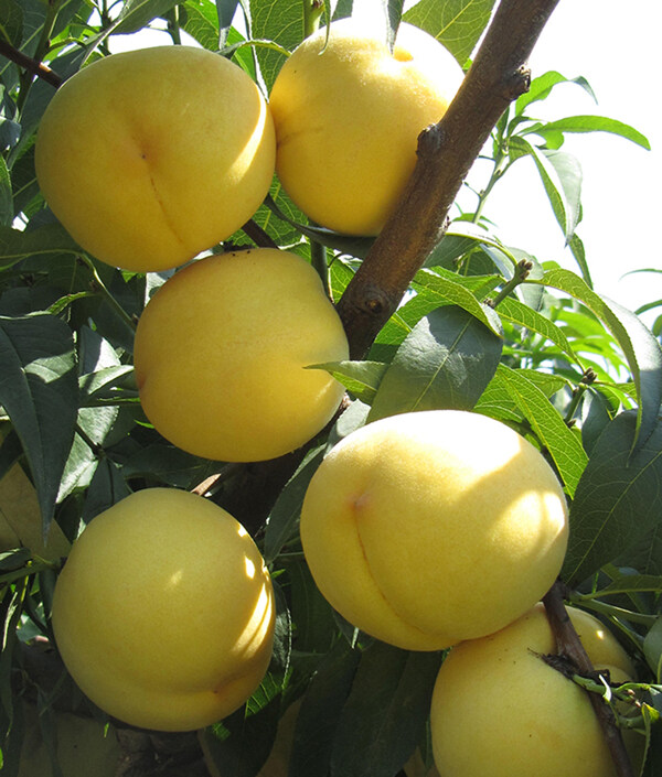 黄桃水果桃子