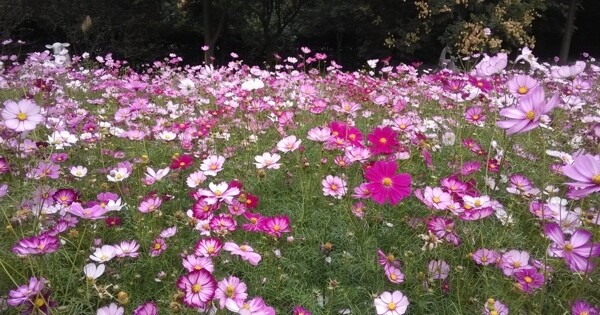 格桑花波斯菊