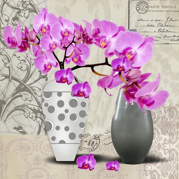 花瓶蝴蝶兰图片