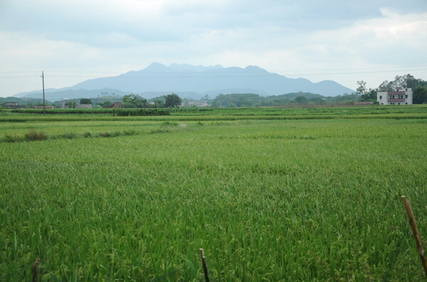 田园风景图图片