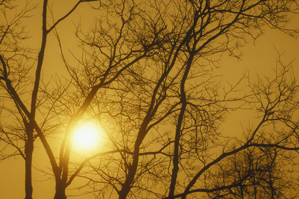 冬日夕阳下光秃秃的树图片