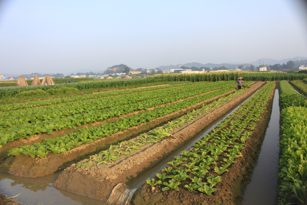 绿色田地图片