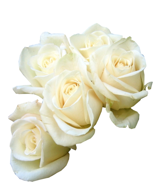 新鲜的白玫瑰的花束