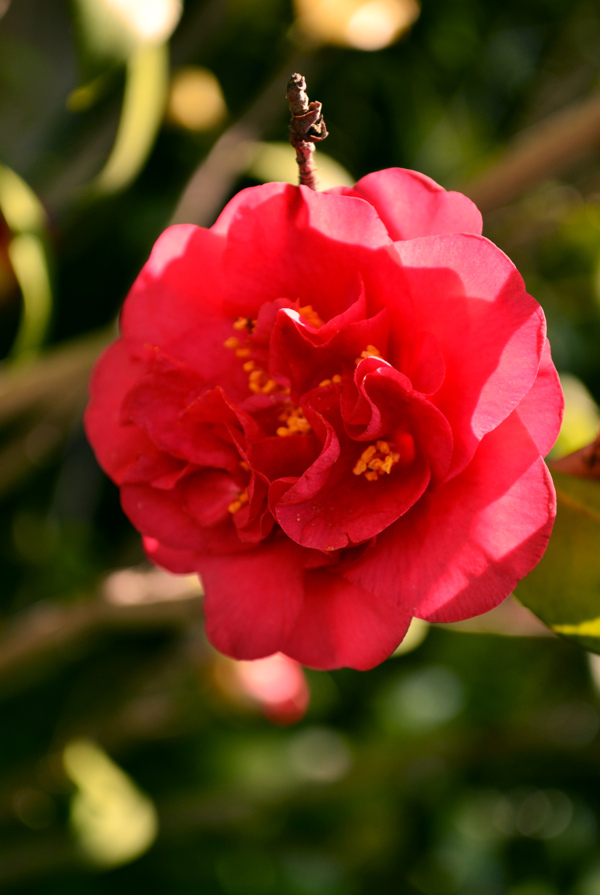 红色山茶花图片