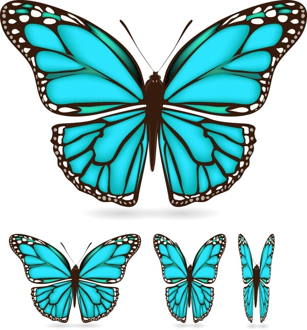 美轮美奂的蓝色蝴蝶图片