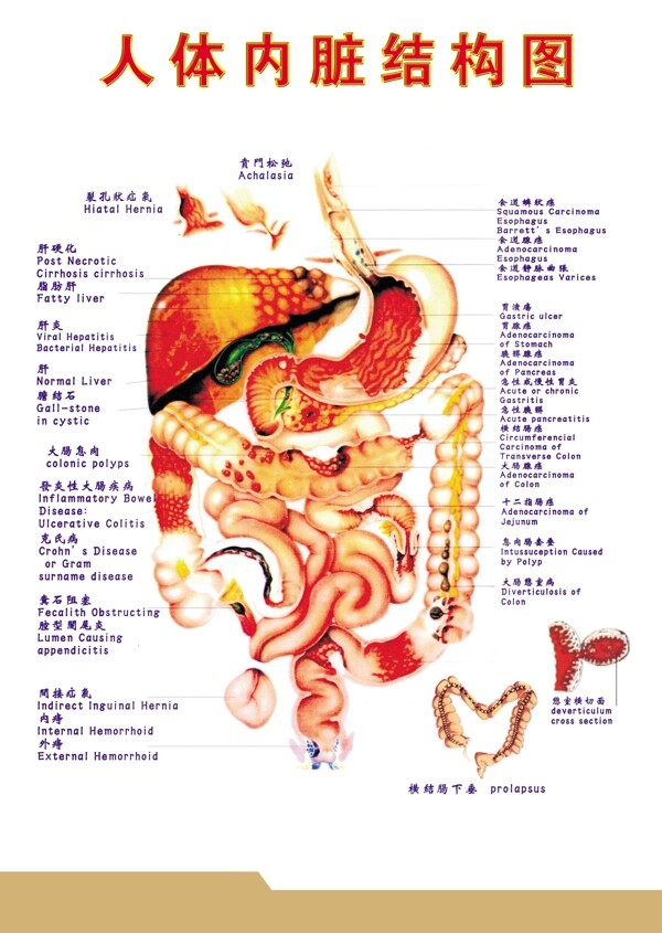 中医人体内脏结构反射图图片