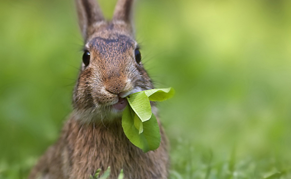 吃草的兔子