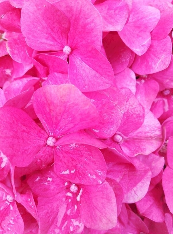 粉红色花瓣背景图片