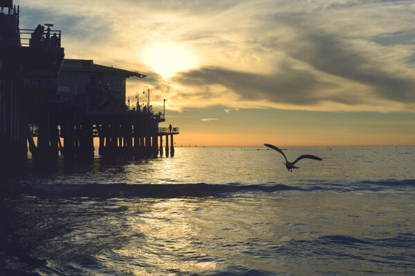 夕阳下的海鸟图片