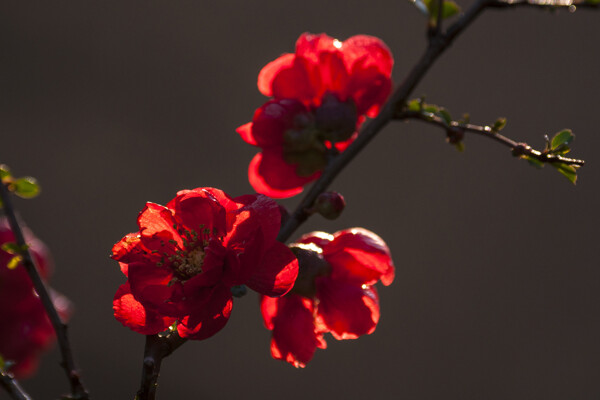 红色海棠花图片