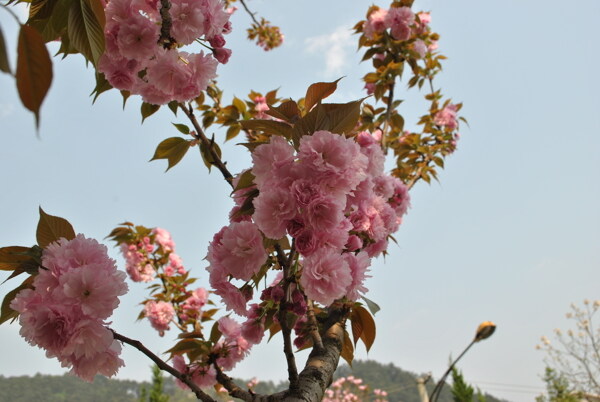 樱花图片