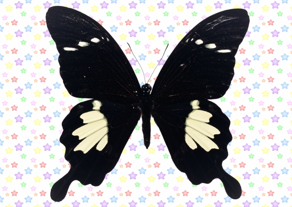 五瓣白条尾翅对称黑蝶图片