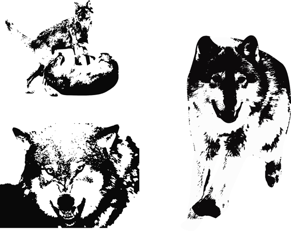 狼狼图片