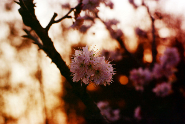 黄昏樱桃花图片