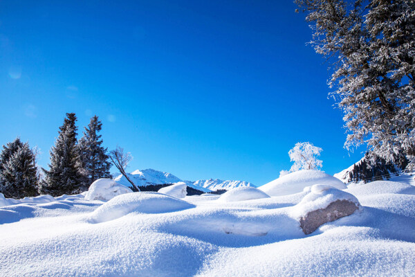 大雪无垠伊犁风光图片
