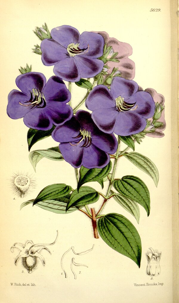花类图鉴植物手绘图片