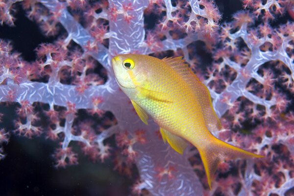 黄色鱼类与珊瑚