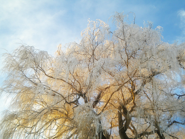 冷冻的柳树